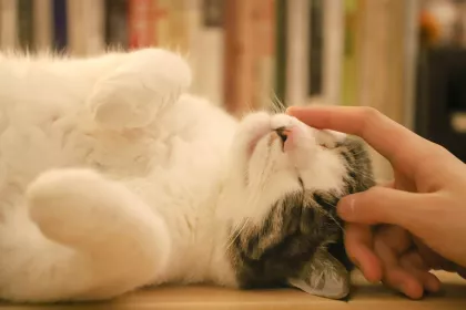Bigger view of Cat