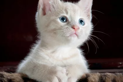 Bigger view of Cat1
