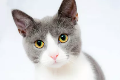 Bigger view of Cat2