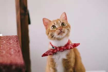 Bigger view of Cat3