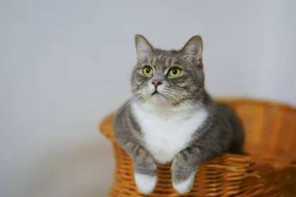 Bigger view of Cat5