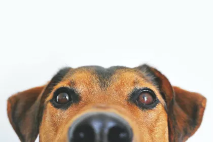 Bigger view of Dog1