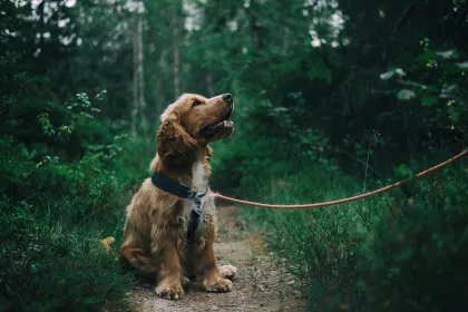 Bigger view of Dog2