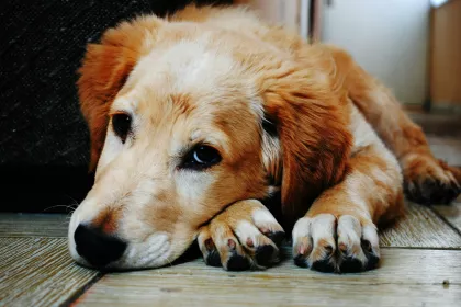 Bigger view of Dog4