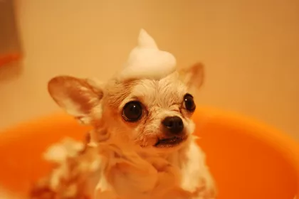 Bigger view of Dog6