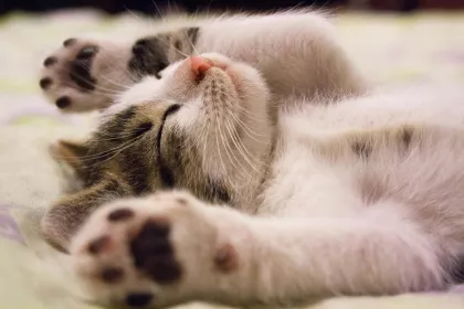 Kitten landscape
