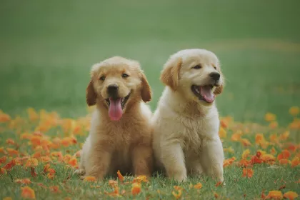 Puppy landscape